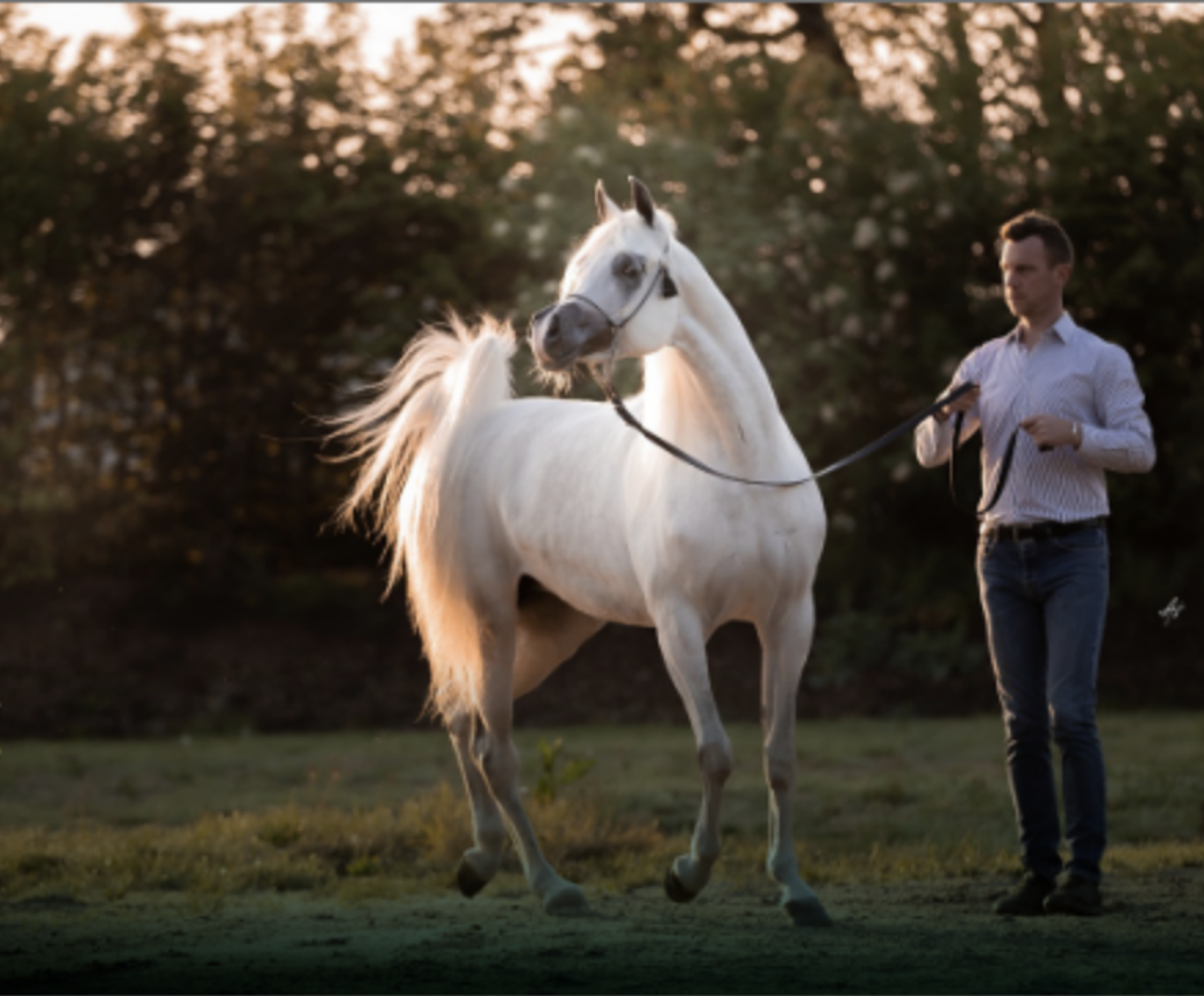 Alkinan Stud